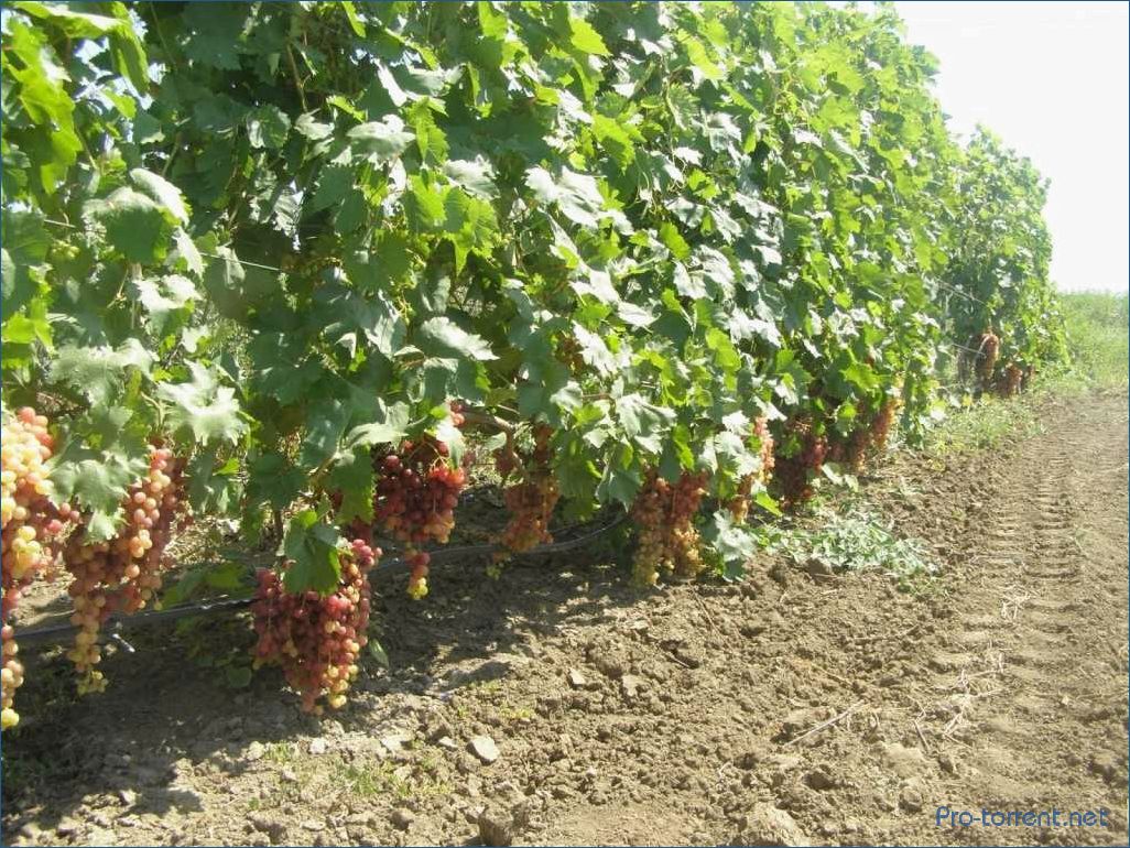 Как вырастить вкусный Велес кишмиш виноград: сорт, посадка, уход и урожайность