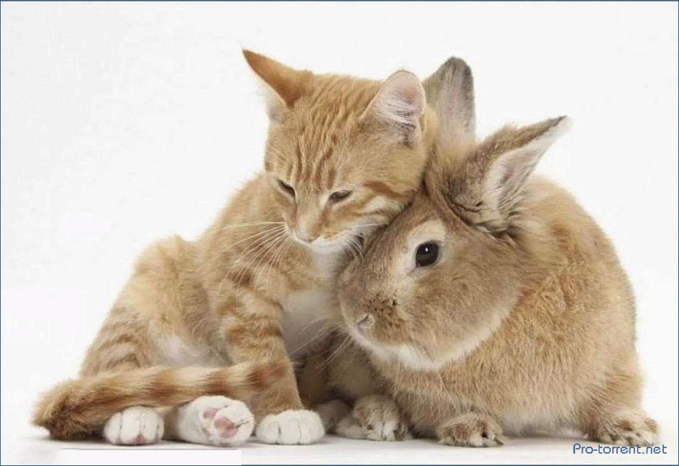 Кролик и котик: история необычной дружбы