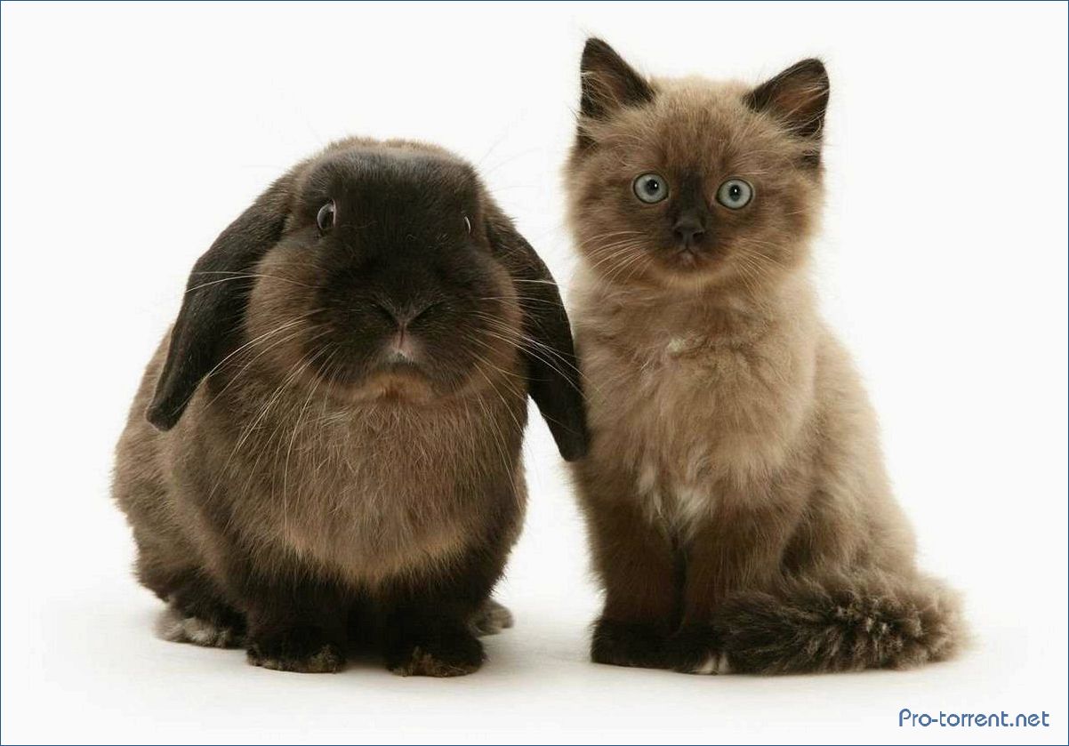 Кролик и котик: история необычной дружбы